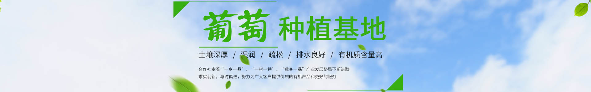 台州市路桥超藤葡萄专业合作社