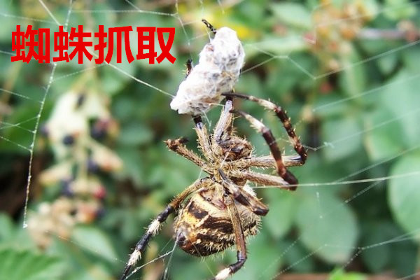 路桥超藤葡萄专业合作社滴灌工程顺利通过竣工